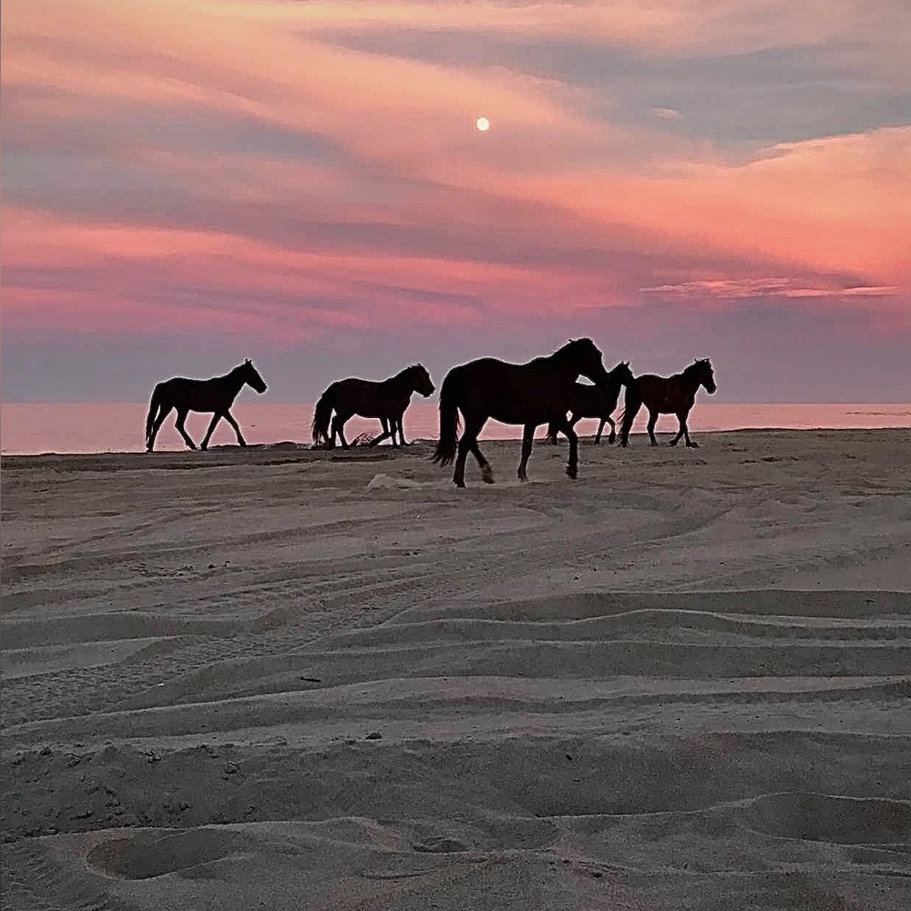 Meet your Posher, Jailene